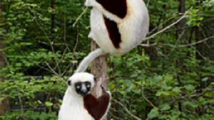 Lemurs